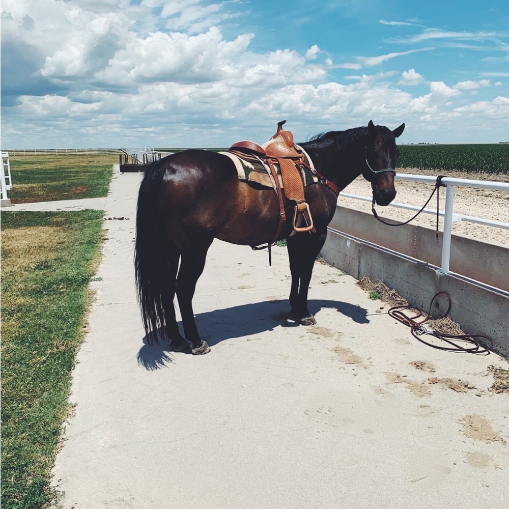 Meet your Posher, Horse